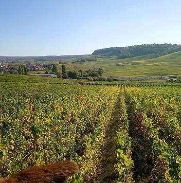 Le terroir du vignoble